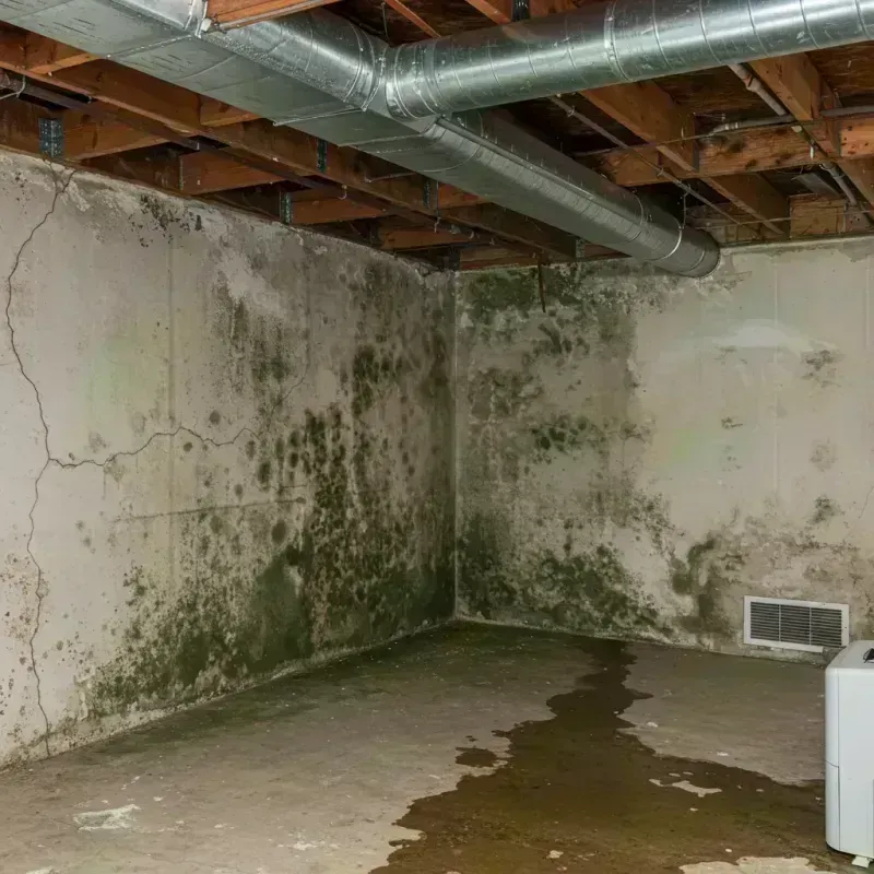 Professional Mold Removal in Farmer City, IL